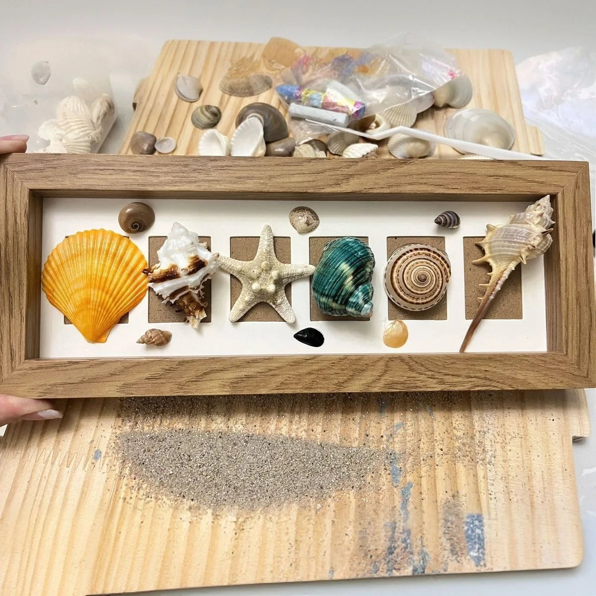 Mixed Natural Ocean Sea Shell Set