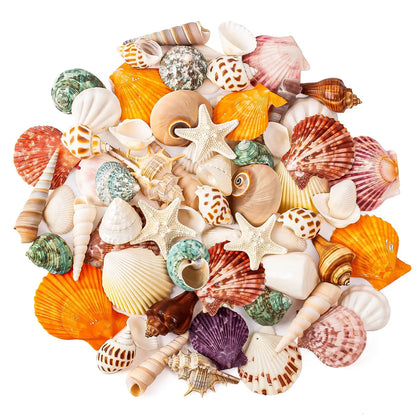 Mixed Natural Ocean Sea Shell Set