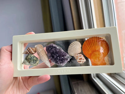 Mixed Natural Ocean Sea Shell Set