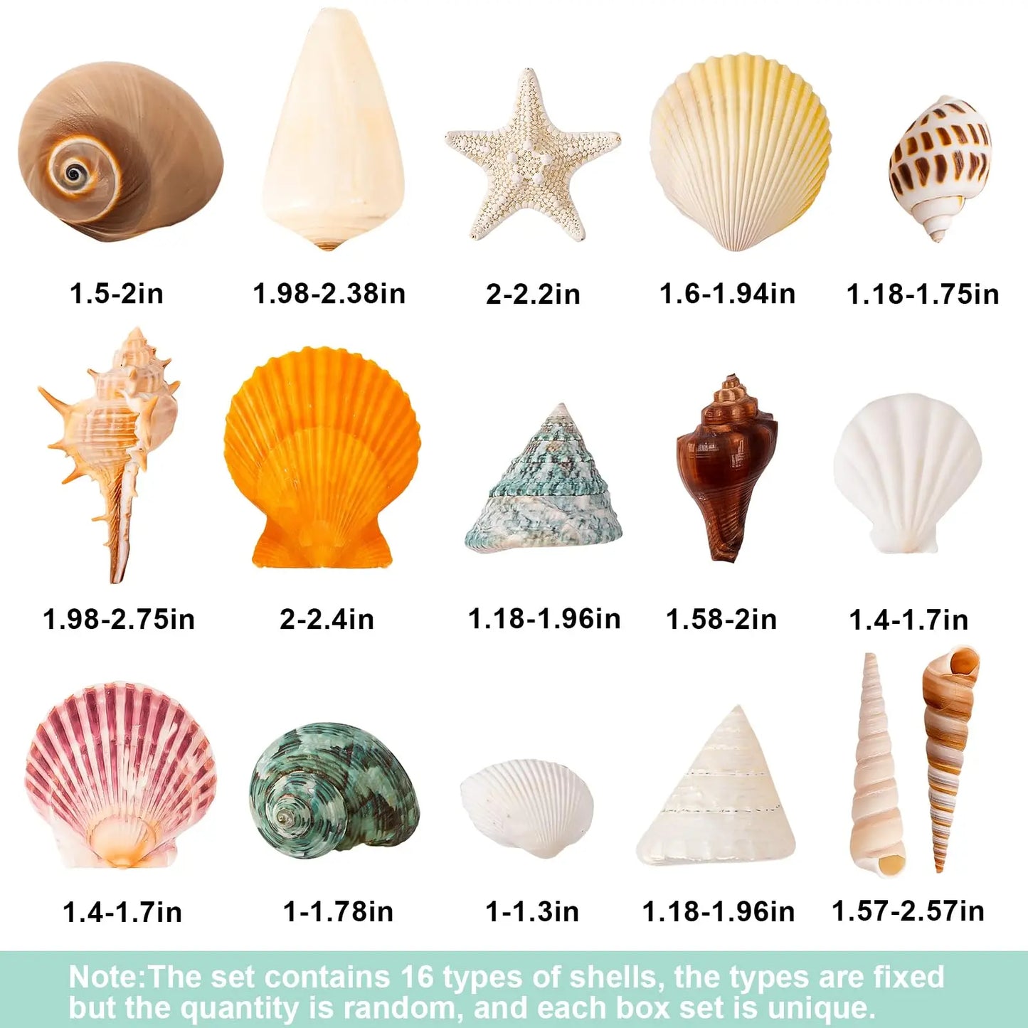 Mixed Natural Ocean Sea Shell Set