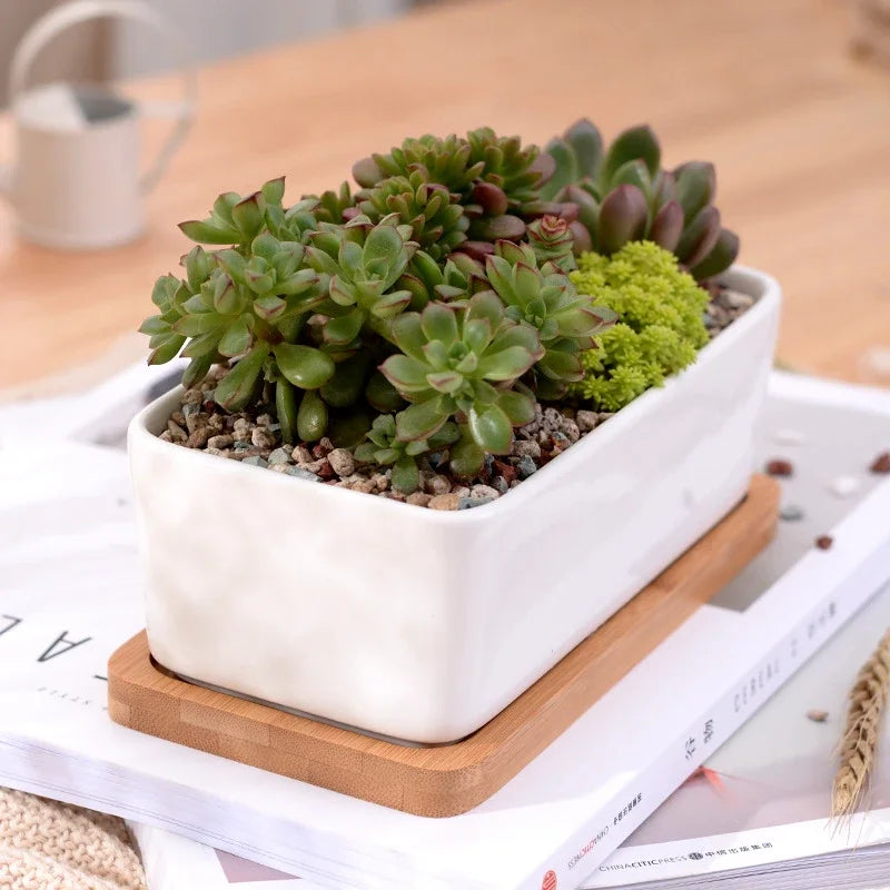 Ceramic White Succulent Planter with Bamboo Tray