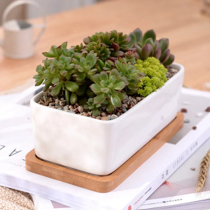 Ceramic White Succulent Planter with Bamboo Tray