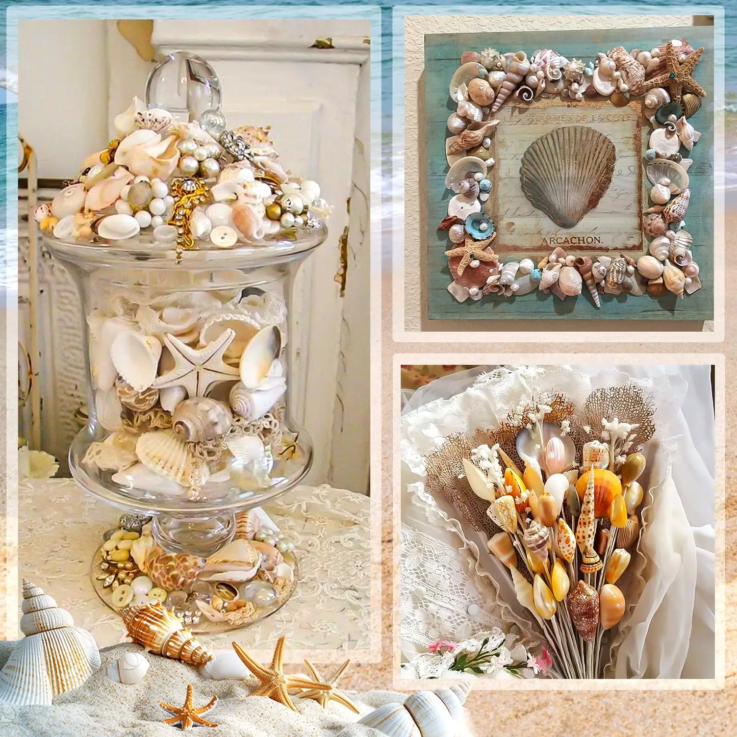Mixed Natural Ocean Sea Shell Set