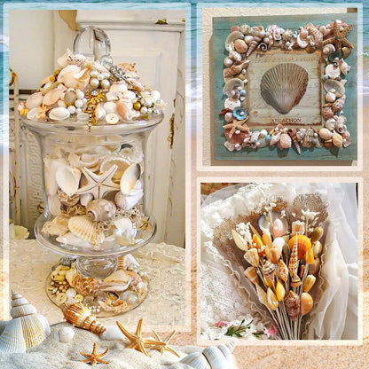 Mixed Natural Ocean Sea Shell Set