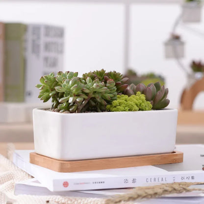 Ceramic White Succulent Planter with Bamboo Tray