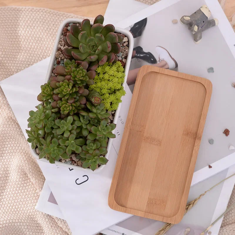 Ceramic White Succulent Planter with Bamboo Tray